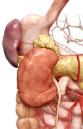 digestive system arteries - The digestive system Foto de stock - Sin royalties Premium, Código: 671-02099328