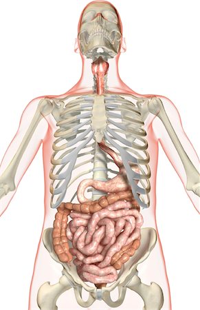 simsearch:671-02099382,k - The digestive system Stock Photo - Premium Royalty-Free, Code: 671-02099321