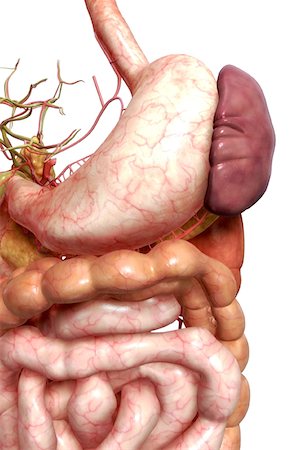 The digestive system Stock Photo - Premium Royalty-Free, Code: 671-02099323