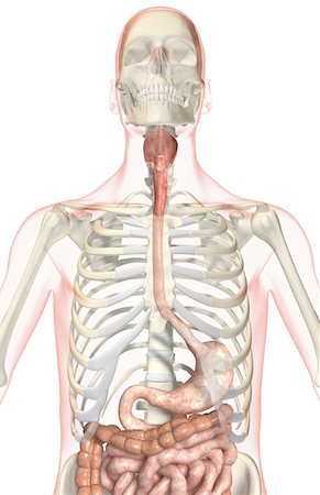 simsearch:671-02099420,k - The digestive system Foto de stock - Sin royalties Premium, Código: 671-02099338