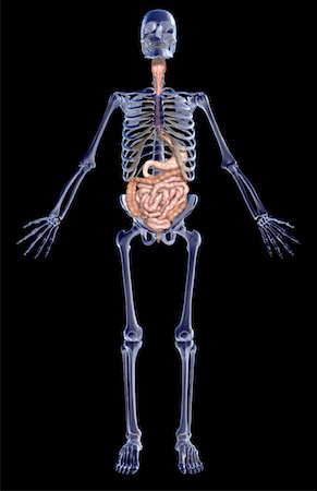 simsearch:671-02099382,k - The digestive system Stock Photo - Premium Royalty-Free, Code: 671-02099339