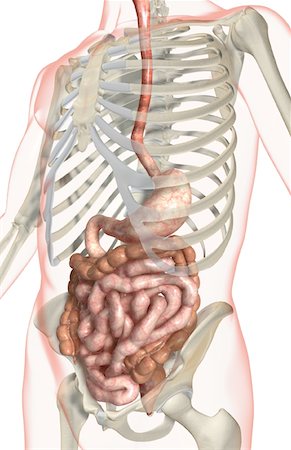 simsearch:671-02099420,k - The digestive system Foto de stock - Sin royalties Premium, Código: 671-02099331