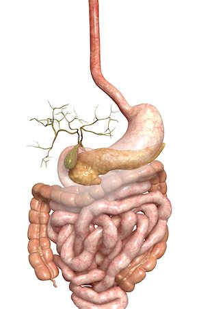 simsearch:671-02099300,k - Accessory digestive organs Stock Photo - Premium Royalty-Free, Code: 671-02099332