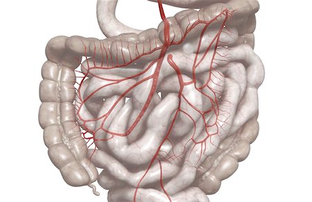 digestive system blood vessels - Mesenteric arteries Stock Photo - Premium Royalty-Free, Code: 671-02099344