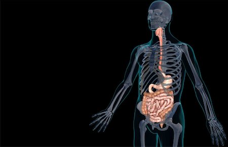 simsearch:671-02099382,k - The digestive system Stock Photo - Premium Royalty-Free, Code: 671-02099347