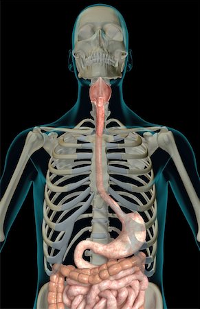 simsearch:671-02099382,k - The digestive system Stock Photo - Premium Royalty-Free, Code: 671-02099340