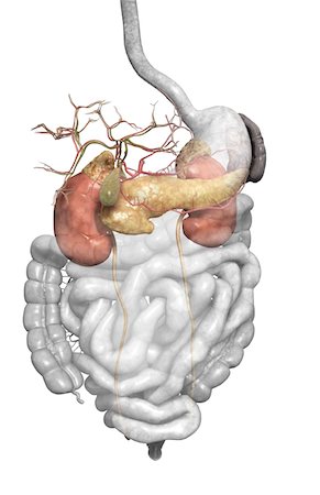 digestive system arteries - Accessory digestive organs Foto de stock - Sin royalties Premium, Código: 671-02099342
