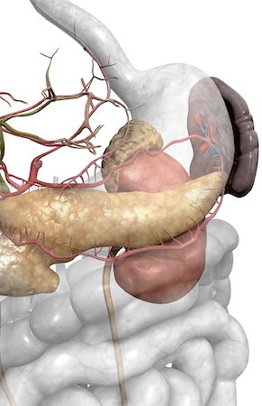 pancreas - Accessory digestive organs Fotografie stock - Premium Royalty-Free, Codice: 671-02099354