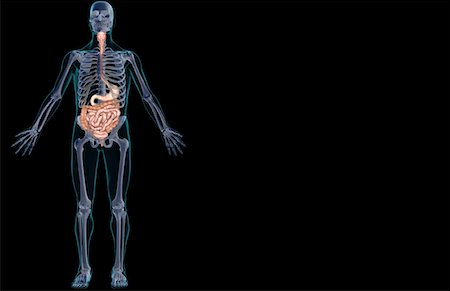simsearch:671-02099382,k - The digestive system Stock Photo - Premium Royalty-Free, Code: 671-02099358