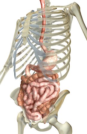 simsearch:671-02099382,k - The digestive system Stock Photo - Premium Royalty-Free, Code: 671-02099350