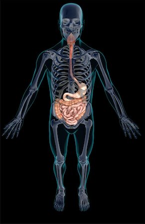 simsearch:671-02099382,k - The digestive system Stock Photo - Premium Royalty-Free, Code: 671-02099353