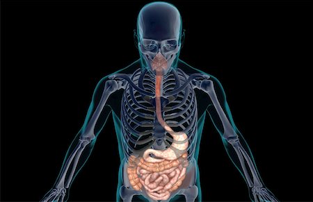 simsearch:671-02099420,k - The digestive system Foto de stock - Sin royalties Premium, Código: 671-02099368