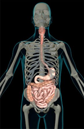 simsearch:671-02099382,k - The digestive system Stock Photo - Premium Royalty-Free, Code: 671-02099377