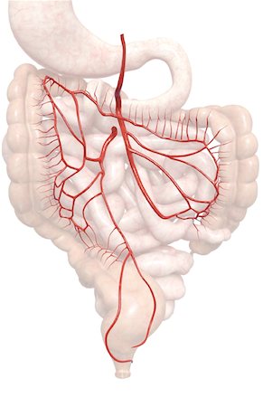 digestive system arteries - Mesenteric arteries Foto de stock - Sin royalties Premium, Código: 671-02099379