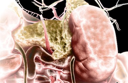 digestive system arteries - The digestive system Foto de stock - Sin royalties Premium, Código: 671-02099370