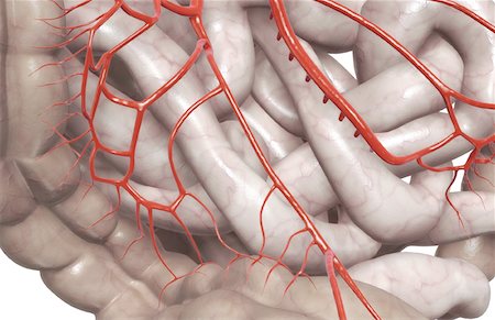 digestive system arteries - Mesenteric arteries Foto de stock - Sin royalties Premium, Código: 671-02099385