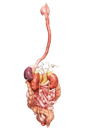 The digestive system Fotografie stock - Premium Royalty-Free, Codice: 671-02099394