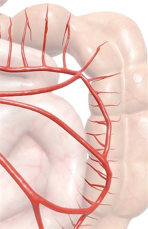 digestive system arteries - Mesenteric arteries Foto de stock - Sin royalties Premium, Código: 671-02099395
