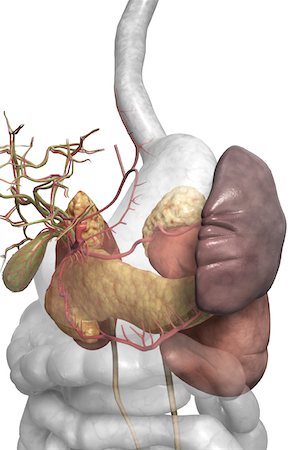 digestive system arteries - Accessory digestive organs Foto de stock - Sin royalties Premium, Código: 671-02099399
