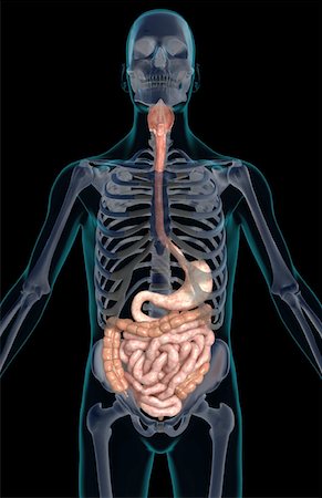 simsearch:671-02099382,k - The digestive system Stock Photo - Premium Royalty-Free, Code: 671-02099392