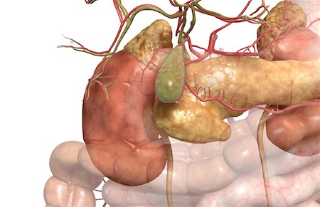 pâncreas - Accessory digestive organs Foto de stock - Royalty Free Premium, Número: 671-02099393
