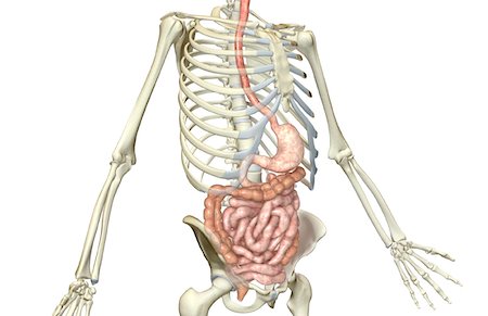simsearch:671-02099382,k - The digestive system Stock Photo - Premium Royalty-Free, Code: 671-02099407