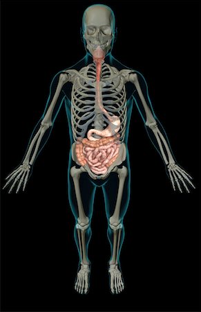 simsearch:671-02099382,k - The digestive system Stock Photo - Premium Royalty-Free, Code: 671-02099400