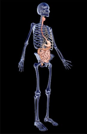 simsearch:671-02099382,k - The digestive system Stock Photo - Premium Royalty-Free, Code: 671-02099416