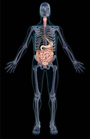 simsearch:671-02099382,k - The digestive system Stock Photo - Premium Royalty-Free, Code: 671-02099419