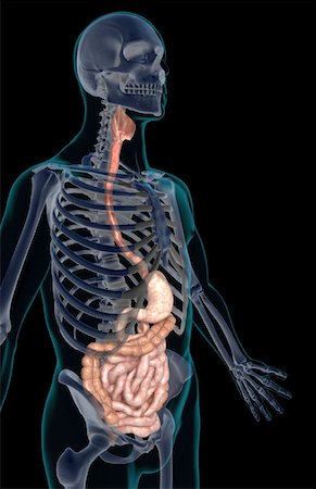 simsearch:671-02099382,k - The digestive system Stock Photo - Premium Royalty-Free, Code: 671-02099426