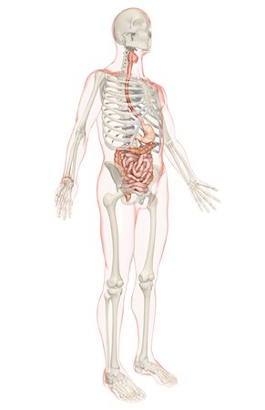 simsearch:671-02099382,k - The digestive system Stock Photo - Premium Royalty-Free, Code: 671-02099427