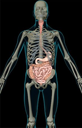 simsearch:671-02099382,k - The digestive system Stock Photo - Premium Royalty-Free, Code: 671-02099429