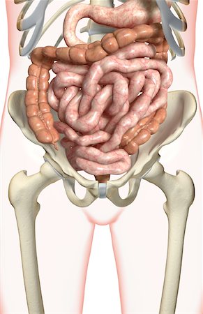 simsearch:671-02099382,k - The digestive system Stock Photo - Premium Royalty-Free, Code: 671-02099423