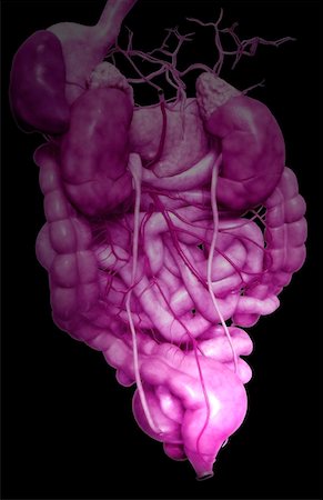 digestive system arteries - The digestive system Foto de stock - Sin royalties Premium, Código: 671-02099435