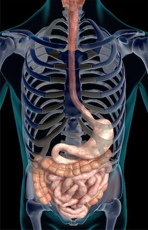 simsearch:671-02099382,k - The digestive system Stock Photo - Premium Royalty-Free, Code: 671-02099436