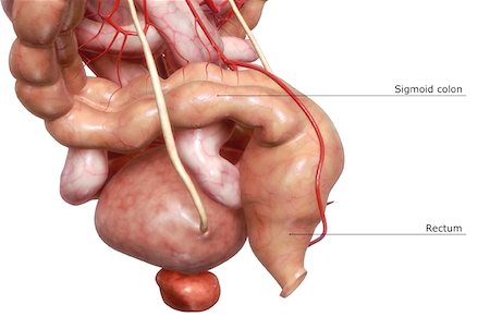 digestive system arteries - The digestive system Foto de stock - Sin royalties Premium, Código: 671-02099437