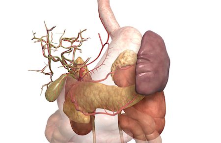 digestive system arteries - Accessory digestive organs Foto de stock - Sin royalties Premium, Código: 671-02099430