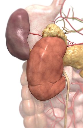digestive system arteries - Accessory digestive organs Foto de stock - Sin royalties Premium, Código: 671-02099431
