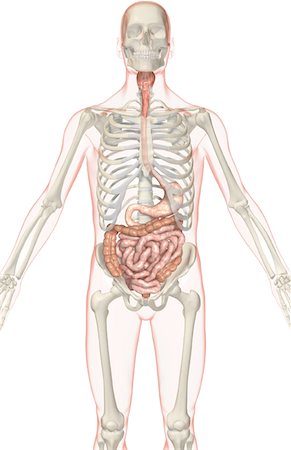 simsearch:671-02099382,k - The digestive system Stock Photo - Premium Royalty-Free, Code: 671-02099433