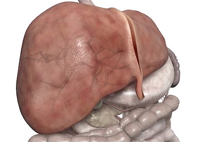 right liver lobe - The liver Stock Photo - Premium Royalty-Free, Code: 671-02099444