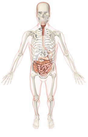 simsearch:671-02099382,k - The digestive system Stock Photo - Premium Royalty-Free, Code: 671-02099446