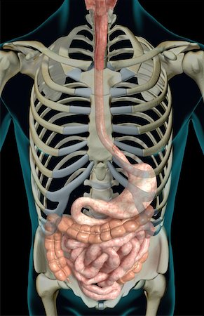 simsearch:671-02099382,k - The digestive system Stock Photo - Premium Royalty-Free, Code: 671-02099448
