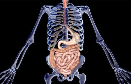 simsearch:671-02099382,k - The digestive system Stock Photo - Premium Royalty-Free, Code: 671-02099449