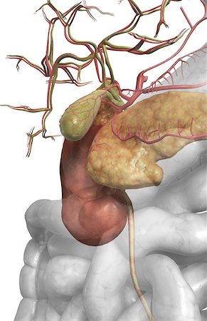 digestive system arteries - Accessory digestive organs Foto de stock - Sin royalties Premium, Código: 671-02099455