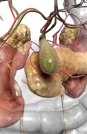 digestive system arteries - Accessory digestive organs Foto de stock - Sin royalties Premium, Código: 671-02099458