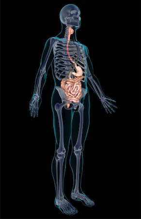 simsearch:671-02099382,k - The digestive system Stock Photo - Premium Royalty-Free, Code: 671-02099450