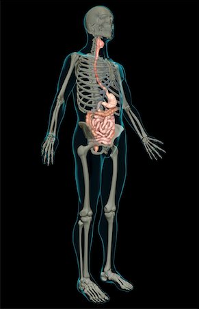 simsearch:671-02099382,k - The digestive system Stock Photo - Premium Royalty-Free, Code: 671-02099451