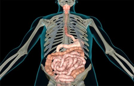 simsearch:671-02099382,k - The digestive system Stock Photo - Premium Royalty-Free, Code: 671-02099452