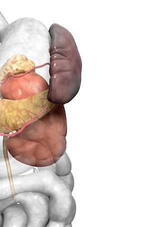 digestive system arteries - Accessory digestive organs Foto de stock - Sin royalties Premium, Código: 671-02099461