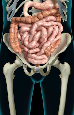 simsearch:671-02099382,k - The digestive system Stock Photo - Premium Royalty-Free, Code: 671-02099462